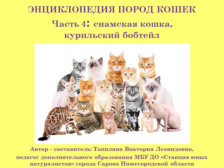 Презентация "Энциклопедия пород кошек. Часть 4: сиамская кошка, курильский бобтейл (3 класс) - Скачать презентации бесплатно | Читать или скачать учебники для школы онлайн бесплатно ☑ Школьные учебники school-textbook.com