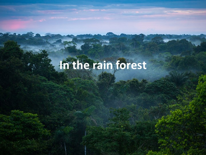 Презентация по английскому языку "In the rain forest" (3 класс) - Скачать презентации бесплатно | Читать или скачать учебники для школы онлайн бесплатно ☑ Школьные учебники school-textbook.com