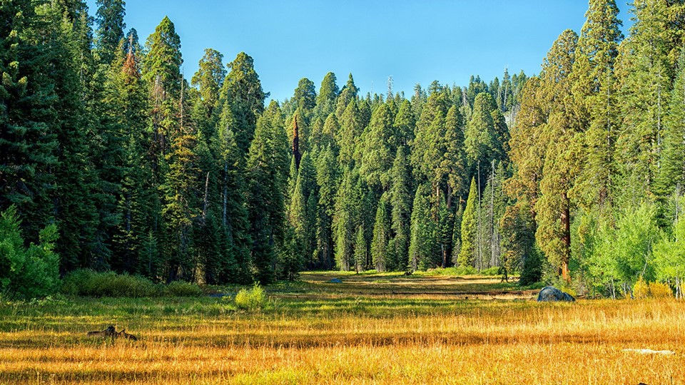 Презентация к уроку по окружающему миру тема: "Жизнь леса"  - Скачать презентации бесплатно | Читать или скачать учебники для школы онлайн бесплатно ☑ Школьные учебники school-textbook.com