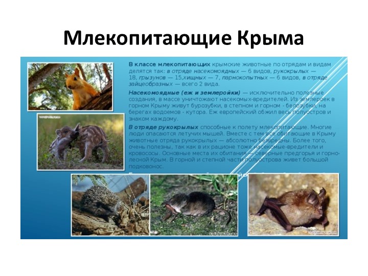 Презентация по внеурочной деятельности "Крымоведение" "Млекопитающие Крыма" - Скачать презентации бесплатно | Читать или скачать учебники для школы онлайн бесплатно ☑ Школьные учебники school-textbook.com