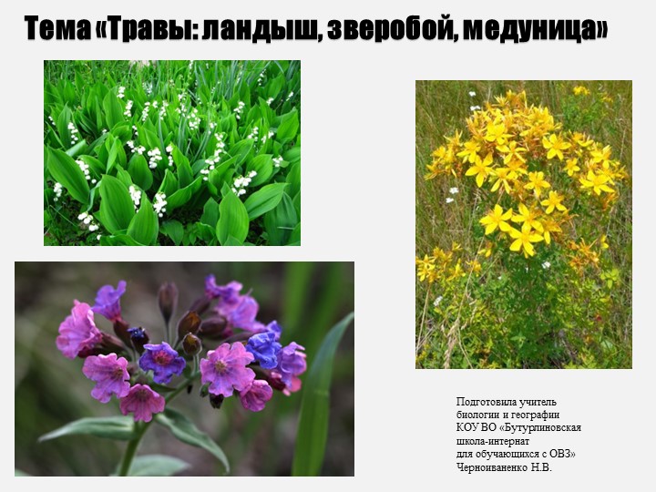 Презентация по биологии на тему "Травы: ландыш, зверобой, шиповник" (7 класс) - Скачать презентации бесплатно | Читать или скачать учебники для школы онлайн бесплатно ☑ Школьные учебники school-textbook.com