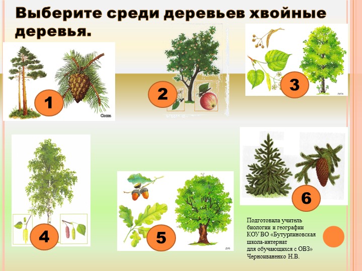 Презентация по биологии на тему "Кустарники: бузина, лещина, шиповник" - Скачать презентации бесплатно | Читать или скачать учебники для школы онлайн бесплатно ☑ Школьные учебники school-textbook.com
