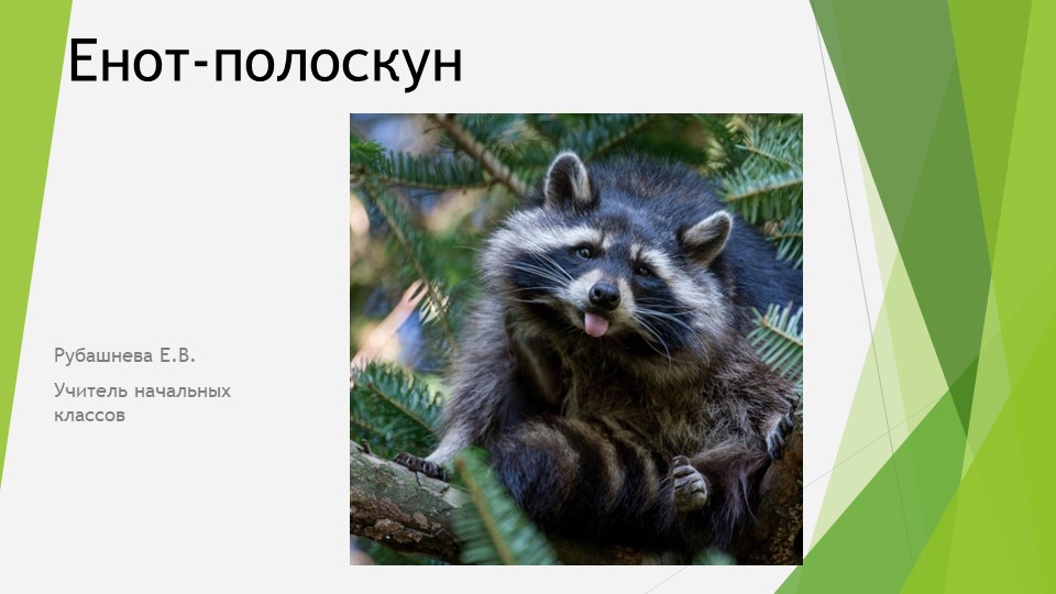 Презентация по окружающему миру "Енот полоскун" - Скачать презентации бесплатно | Читать или скачать учебники для школы онлайн бесплатно ☑ Школьные учебники school-textbook.com