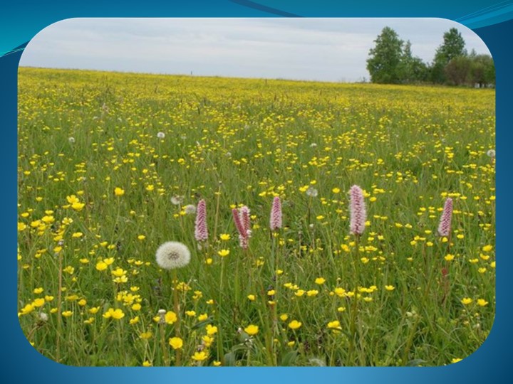 Презентация "Жизнь в пресных водоемах" - Скачать презентации бесплатно | Читать или скачать учебники для школы онлайн бесплатно ☑ Школьные учебники school-textbook.com