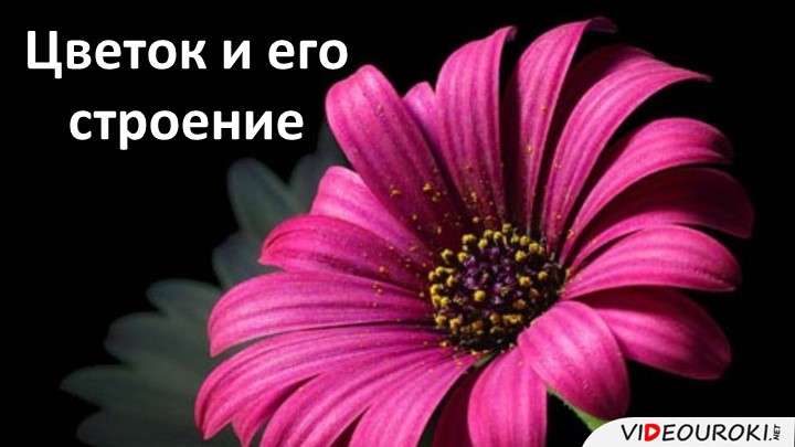 Урок презентация "Строение цветка"  - Скачать презентации бесплатно | Читать или скачать учебники для школы онлайн бесплатно ☑ Школьные учебники school-textbook.com