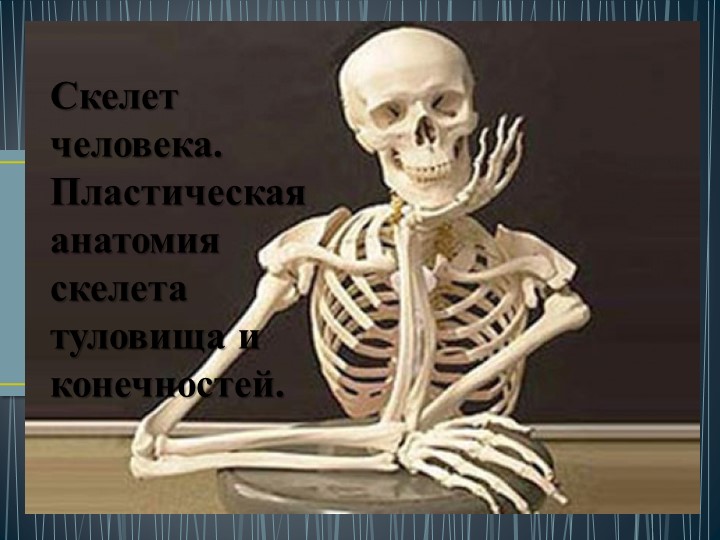 Презентация "Скелет туловища человека"  - Скачать презентации бесплатно | Читать или скачать учебники для школы онлайн бесплатно ☑ Школьные учебники school-textbook.com