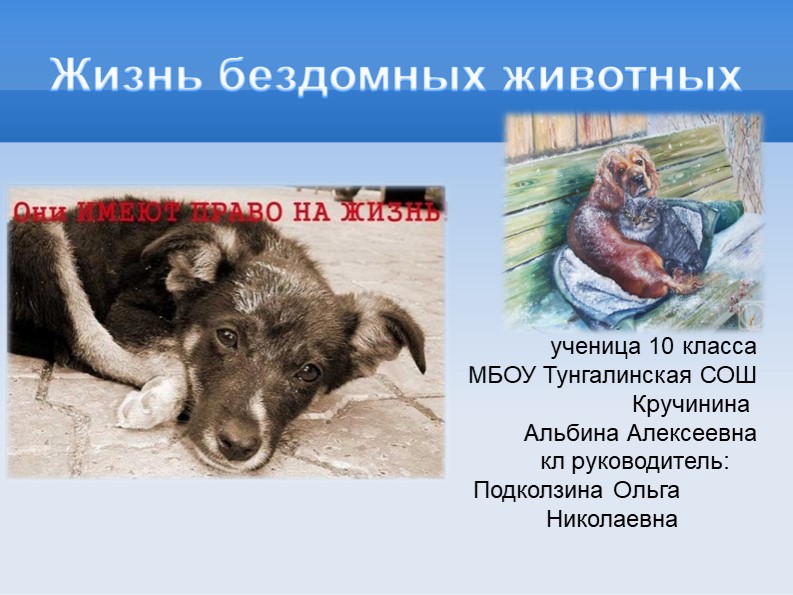Презентация "Жизнь бездомных животных" - Скачать презентации бесплатно | Читать или скачать учебники для школы онлайн бесплатно ☑ Школьные учебники school-textbook.com
