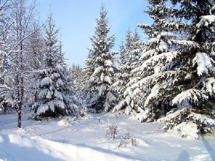 Открытый урок "Падежи имён существительных"  - Скачать презентации бесплатно | Читать или скачать учебники для школы онлайн бесплатно ☑ Школьные учебники school-textbook.com