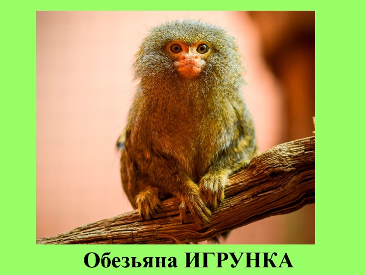 Презентация по внеурочной деятельности "Обезьяна игрунка"( для обучающихся со сниженным интеллектом) - Скачать презентации бесплатно | Читать или скачать учебники для школы онлайн бесплатно ☑ Школьные учебники school-textbook.com