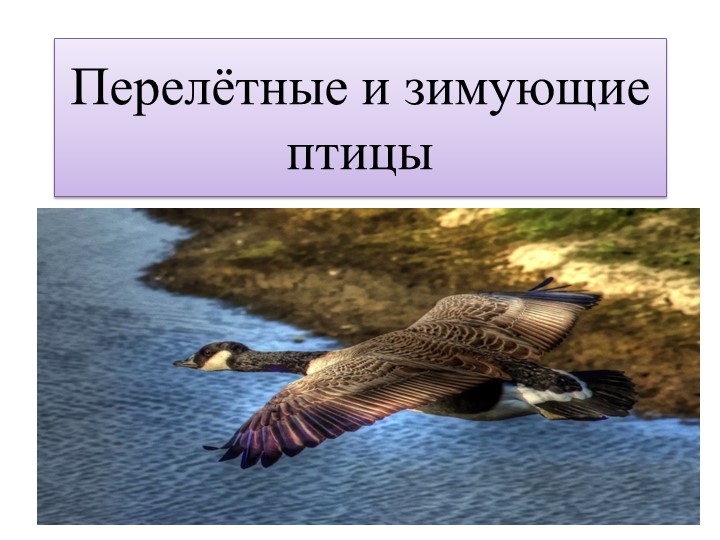 Презентация для образовательной деятельности  - Скачать презентации бесплатно | Читать или скачать учебники для школы онлайн бесплатно ☑ Школьные учебники school-textbook.com