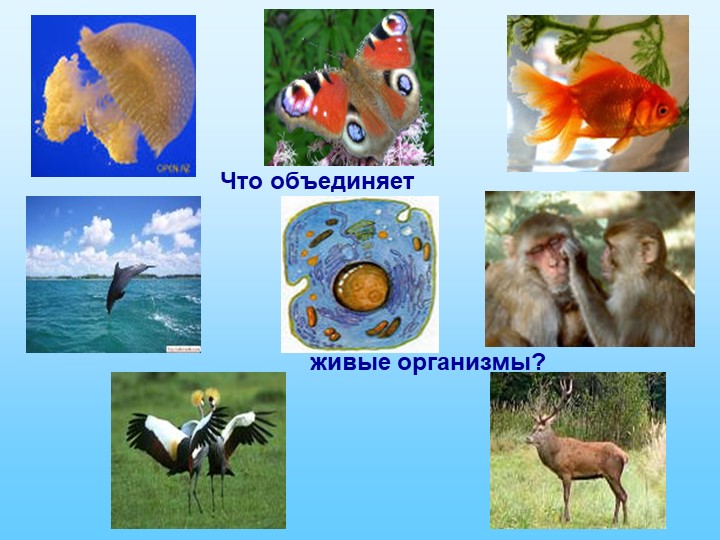 Презентация "Белки - основа жизни" - Скачать презентации бесплатно | Читать или скачать учебники для школы онлайн бесплатно ☑ Школьные учебники school-textbook.com