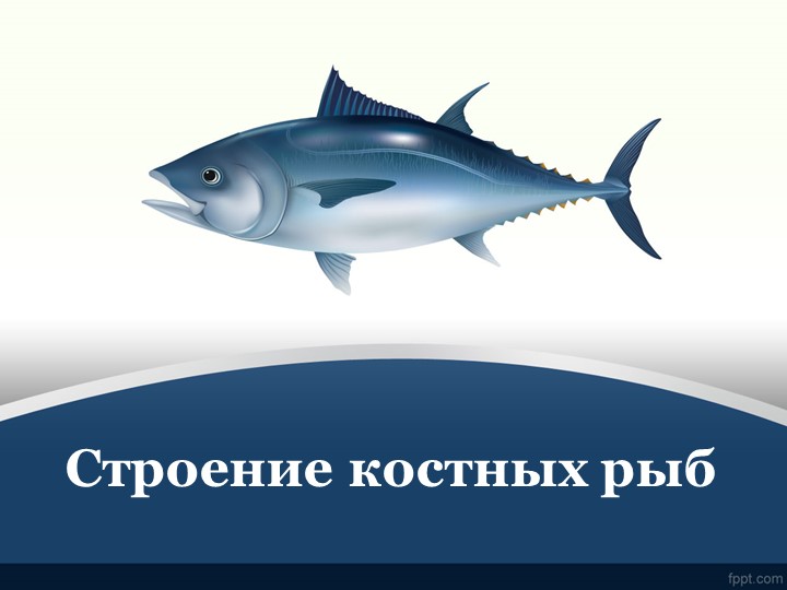 Презентация "Строение рыб" (7 класс)  - Скачать презентации бесплатно | Читать или скачать учебники для школы онлайн бесплатно ☑ Школьные учебники school-textbook.com