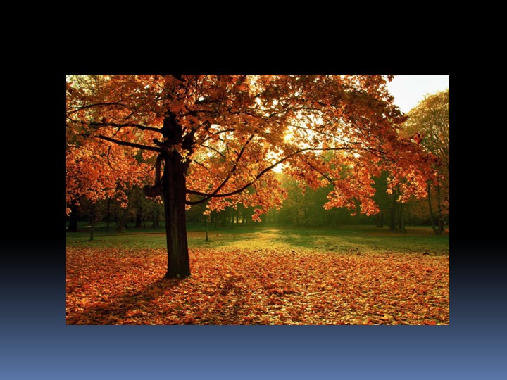 Презентация "Строение и функции стебля" 6 класс - Скачать презентации бесплатно | Читать или скачать учебники для школы онлайн бесплатно ☑ Школьные учебники school-textbook.com