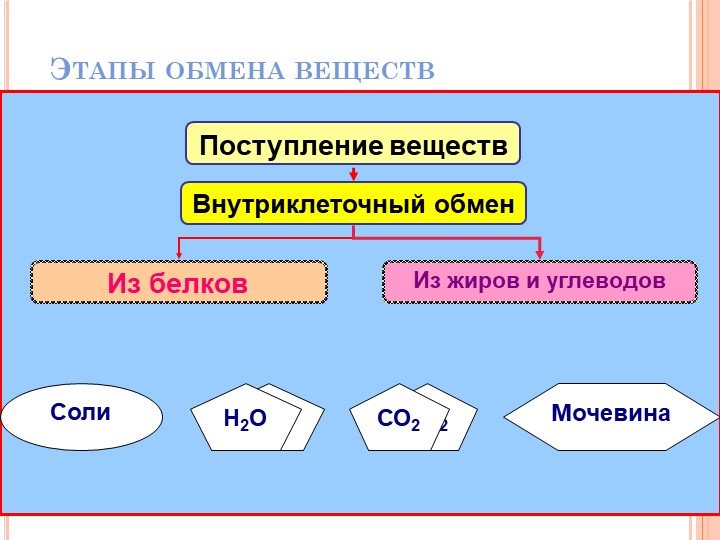 Презентация по биологии на тему "Выделение" - Скачать презентации бесплатно | Читать или скачать учебники для школы онлайн бесплатно ☑ Школьные учебники school-textbook.com