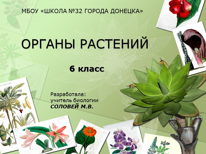 Презентация оп биологии на тему "Органы растений" (6 класс)  - Скачать презентации бесплатно | Читать или скачать учебники для школы онлайн бесплатно ☑ Школьные учебники school-textbook.com