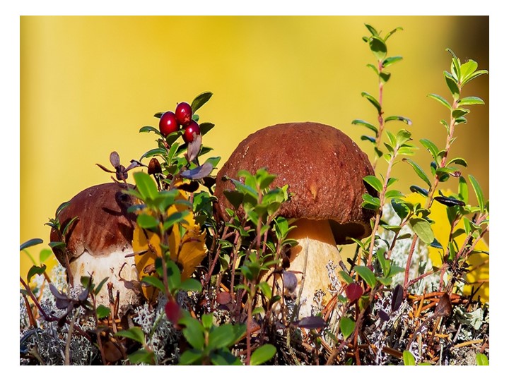 Презентация по теме "Грибы". - Скачать презентации бесплатно | Читать или скачать учебники для школы онлайн бесплатно ☑ Школьные учебники school-textbook.com