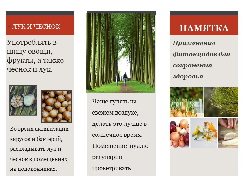 Презентация для составления буклета "Фитонциды" - Скачать презентации бесплатно | Читать или скачать учебники для школы онлайн бесплатно ☑ Школьные учебники school-textbook.com