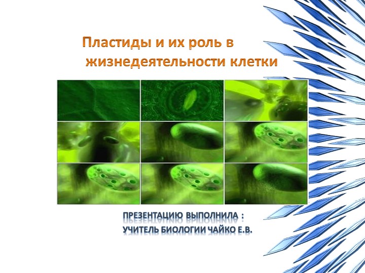 Презентация по биологии "Пластиды и их роль в жизнедеятельности клетки"  - Скачать презентации бесплатно | Читать или скачать учебники для школы онлайн бесплатно ☑ Школьные учебники school-textbook.com