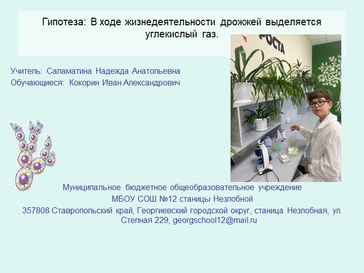 Презентация " Жизнедеятельность дрожжей" - Скачать презентации бесплатно | Читать или скачать учебники для школы онлайн бесплатно ☑ Школьные учебники school-textbook.com