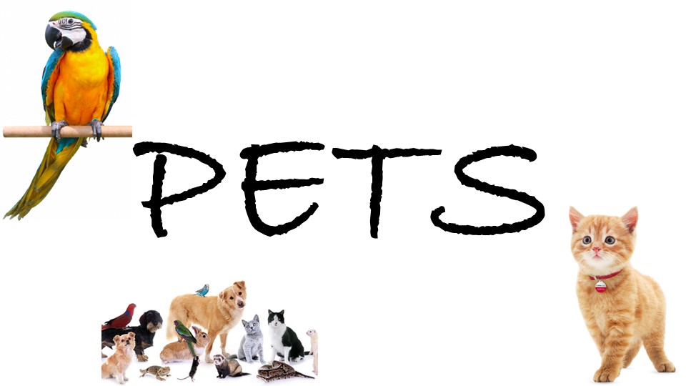 Презентация по английскому языку "Guess the pets" (3 класс) - Скачать презентации бесплатно | Читать или скачать учебники для школы онлайн бесплатно ☑ Школьные учебники school-textbook.com