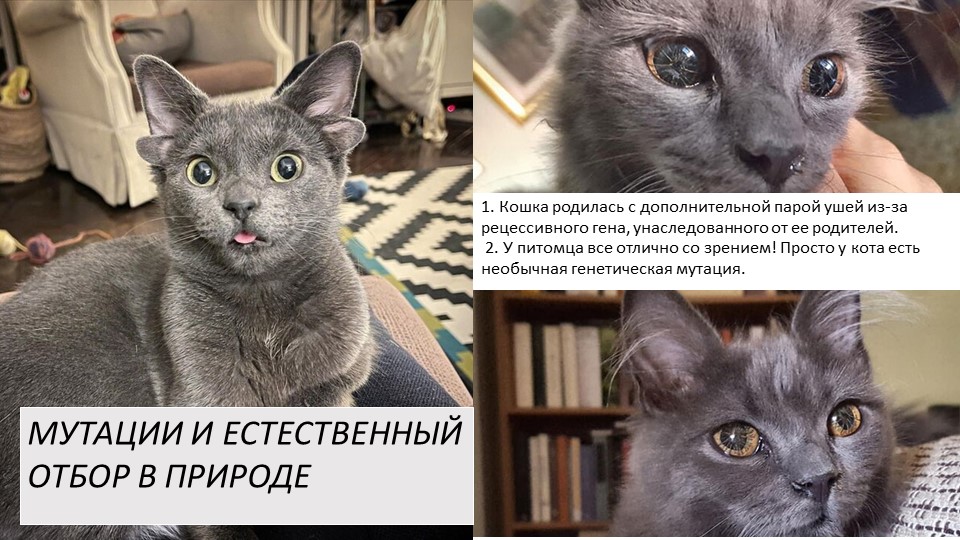 Презентация по биологии "Мутации в природе" 11 класс - Скачать презентации бесплатно | Читать или скачать учебники для школы онлайн бесплатно ☑ Школьные учебники school-textbook.com