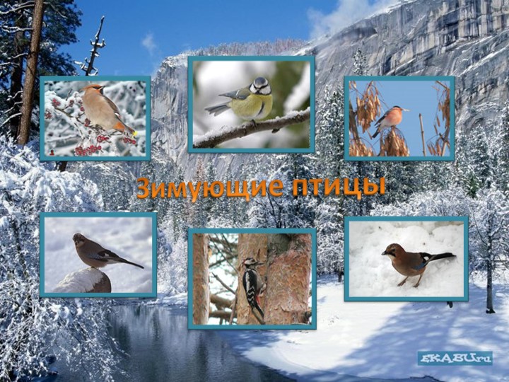 Презентации на тему "Зимующие птицы" - Скачать презентации бесплатно | Читать или скачать учебники для школы онлайн бесплатно ☑ Школьные учебники school-textbook.com
