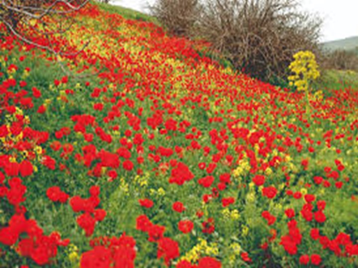 Презентация на тему ":Весна" - Скачать презентации бесплатно | Читать или скачать учебники для школы онлайн бесплатно ☑ Школьные учебники school-textbook.com