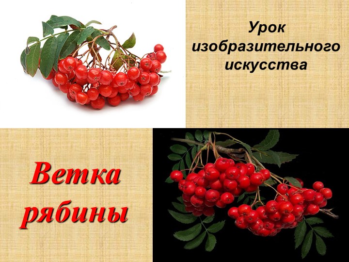 Презентация по изо "Рисуем ветку рябины" 3-4 класс  - Скачать презентации бесплатно | Читать или скачать учебники для школы онлайн бесплатно ☑ Школьные учебники school-textbook.com