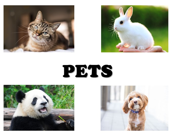 Презентация по английскому языку на тему "Pets" (3 класс) - Скачать презентации бесплатно | Читать или скачать учебники для школы онлайн бесплатно ☑ Школьные учебники school-textbook.com