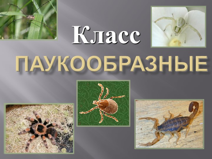 Презентация по биологии "Паукообразные"  - Скачать презентации бесплатно | Читать или скачать учебники для школы онлайн бесплатно ☑ Школьные учебники school-textbook.com