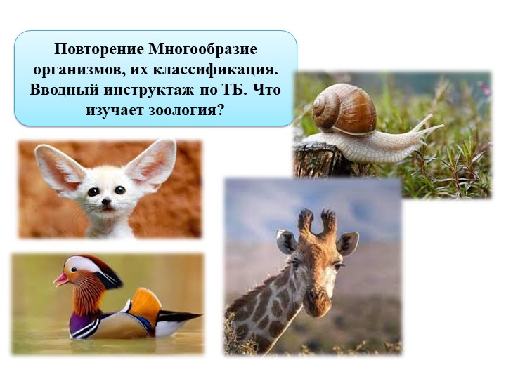 Презентация по биологии "Повторение Многообразие организмов, их классификация. Вводный инструктаж по ТБ. Что изучает зоология? " - Скачать презентации бесплатно | Читать или скачать учебники для школы онлайн бесплатно ☑ Школьные учебники school-textbook.com