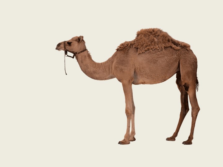 Презентация по башкирскому языку на тему "Животные" (2 класс) - Скачать презентации бесплатно | Читать или скачать учебники для школы онлайн бесплатно ☑ Школьные учебники school-textbook.com