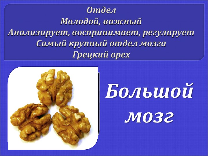 Презентация "Строение мозга человека" - Скачать презентации бесплатно | Читать или скачать учебники для школы онлайн бесплатно ☑ Школьные учебники school-textbook.com
