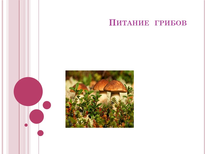 Разработка урока в 6 классе " Питание грибов"  - Скачать презентации бесплатно | Читать или скачать учебники для школы онлайн бесплатно ☑ Школьные учебники school-textbook.com