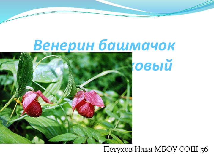 Презентация "Венерин башмачок" Орхидные - Скачать презентации бесплатно | Читать или скачать учебники для школы онлайн бесплатно ☑ Школьные учебники school-textbook.com