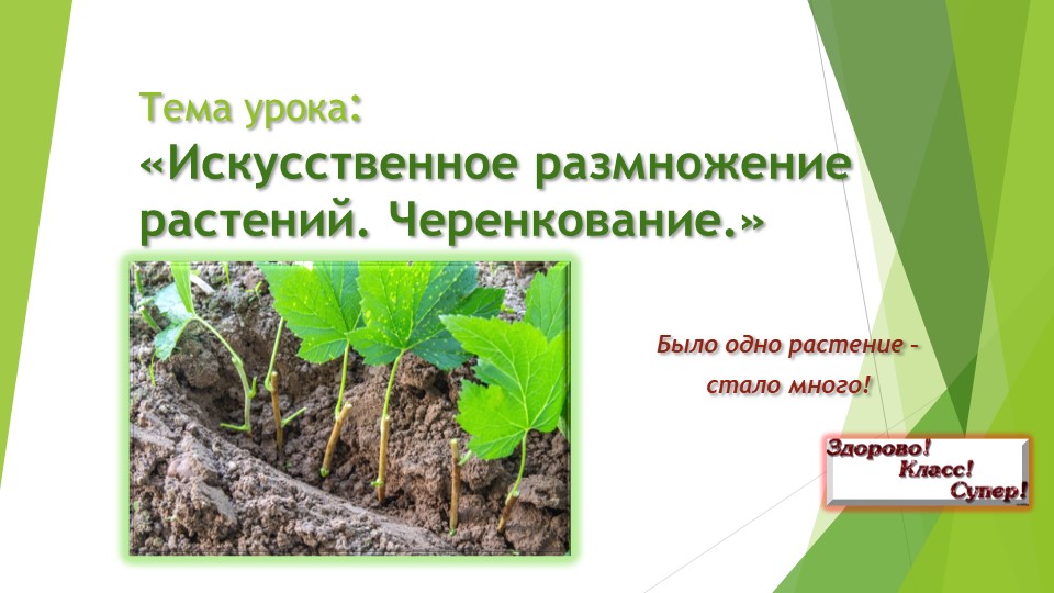 Презентация к уроку по ботанике "Искусственное размножение растений. Черенкование" (СПО, профессия "Рабочий зеленого строительства")  - Скачать презентации бесплатно | Читать или скачать учебники для школы онлайн бесплатно ☑ Школьные учебники school-textbook.com