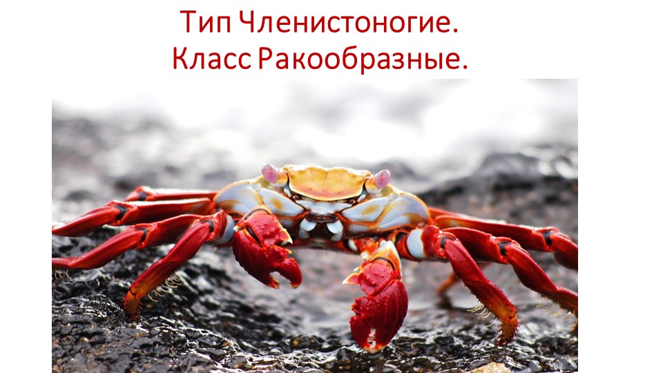 Презентация по биологии на тему "Класс Ракообразные" - Скачать презентации бесплатно | Читать или скачать учебники для школы онлайн бесплатно ☑ Школьные учебники school-textbook.com