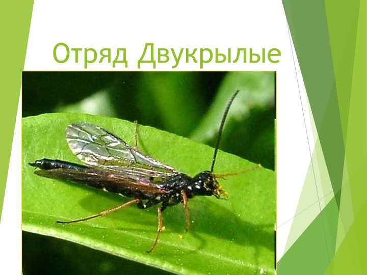 Прямокрылые. Презентация 7 класс - Скачать презентации бесплатно | Читать или скачать учебники для школы онлайн бесплатно ☑ Школьные учебники school-textbook.com