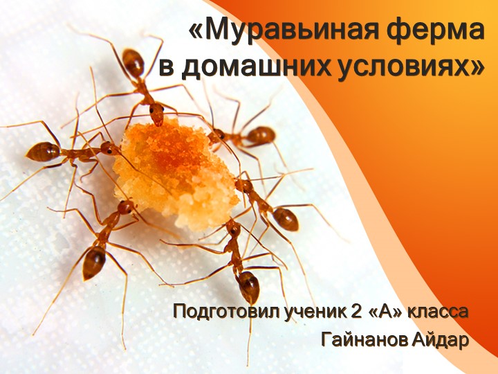 Презентация "Моя муравьиная ферма"  - Скачать презентации бесплатно | Читать или скачать учебники для школы онлайн бесплатно ☑ Школьные учебники school-textbook.com