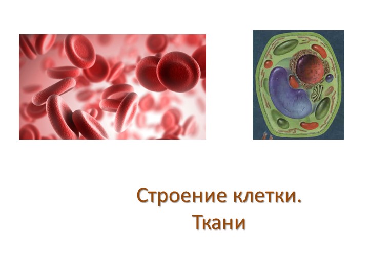 Презентация по биологии на тему "Строение клетки. Ткани" (5 класс) ФГОС - Скачать презентации бесплатно | Читать или скачать учебники для школы онлайн бесплатно ☑ Школьные учебники school-textbook.com