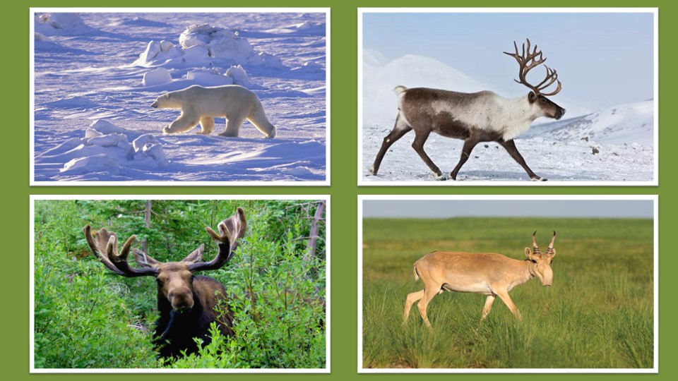 Презентация по географии на тему"Природные зоны России. Арктическая пустыня. Тундра. Лесотундра." 8 класс - Скачать презентации бесплатно | Читать или скачать учебники для школы онлайн бесплатно ☑ Школьные учебники school-textbook.com