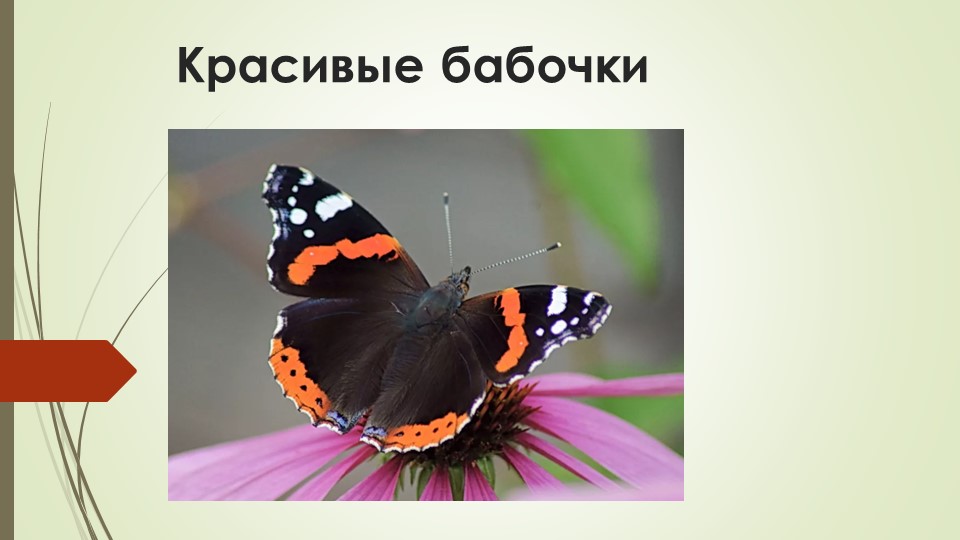 Урок ИЗО "Красивые бабочки" для детей с РАС (1 класс) - Скачать презентации бесплатно | Читать или скачать учебники для школы онлайн бесплатно ☑ Школьные учебники school-textbook.com