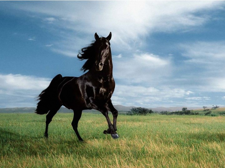 Презентация "Конь - верный друг казака"  - Скачать презентации бесплатно | Читать или скачать учебники для школы онлайн бесплатно ☑ Школьные учебники school-textbook.com