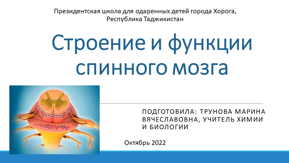 Презентация по биологии на тему "Строение и функции спинного мозга" (9 класс) - Скачать презентации бесплатно | Читать или скачать учебники для школы онлайн бесплатно ☑ Школьные учебники school-textbook.com