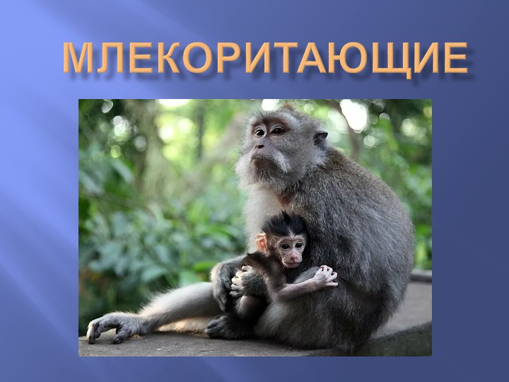 Презентация по биологии на тему "Млекопитающие" - Скачать презентации бесплатно | Читать или скачать учебники для школы онлайн бесплатно ☑ Школьные учебники school-textbook.com