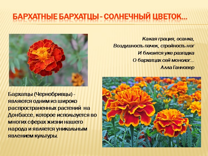 Презентация "Бархатные бархатцы - солнечный цветок…" - Скачать презентации бесплатно | Читать или скачать учебники для школы онлайн бесплатно ☑ Школьные учебники school-textbook.com