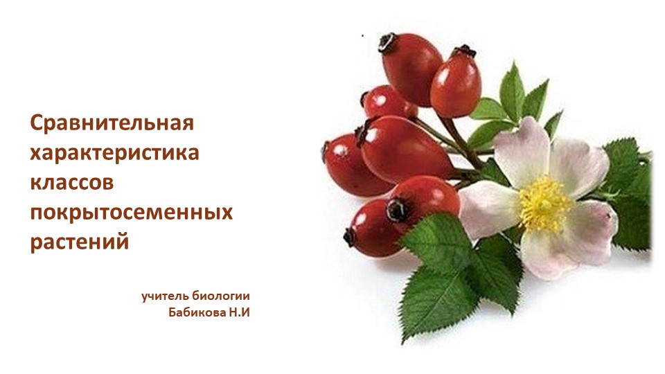 Презентация Сравнительная характеристика классов покрытосеменных растений  - Скачать презентации бесплатно | Читать или скачать учебники для школы онлайн бесплатно ☑ Школьные учебники school-textbook.com