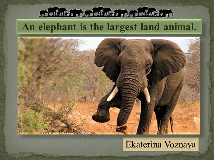 Презентация по английскому языку по теме"Слоны"  - Скачать презентации бесплатно | Читать или скачать учебники для школы онлайн бесплатно ☑ Школьные учебники school-textbook.com