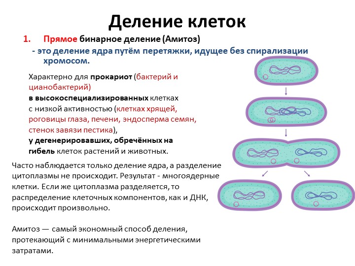 Презентация для 11 класса"Деление клеток" - Скачать презентации бесплатно | Читать или скачать учебники для школы онлайн бесплатно ☑ Школьные учебники school-textbook.com