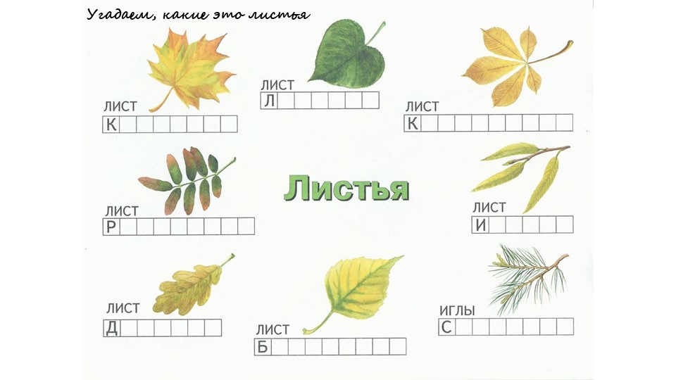 Окружающий мир Что такое хвойники - Скачать презентации бесплатно | Читать или скачать учебники для школы онлайн бесплатно ☑ Школьные учебники school-textbook.com